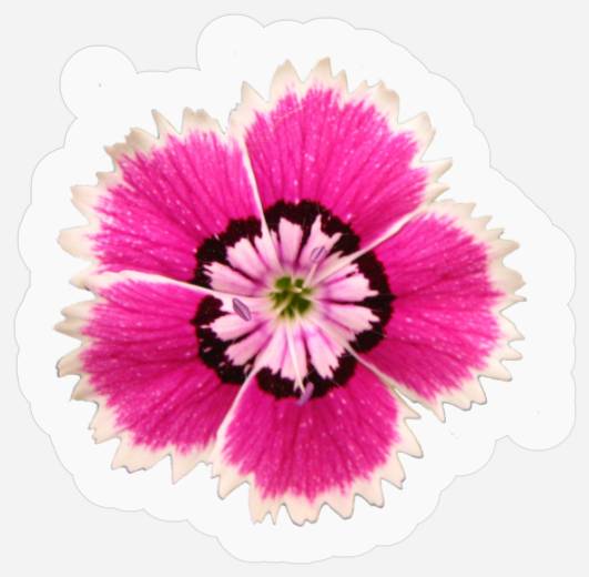 Fuchsia Flower Stickers